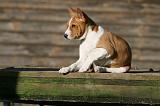 BASENJI 201